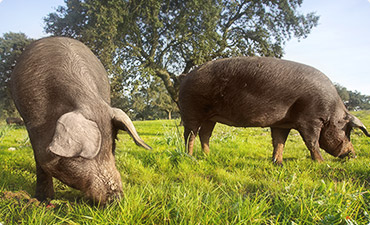 自由放牧的西班牙黑毛豬